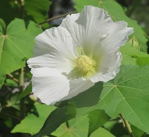 White Color Flower