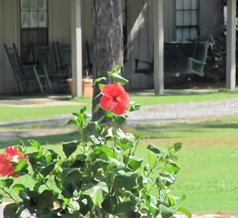 Red Color Flower